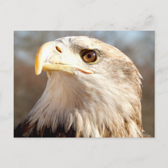 About Bald Eagle Postcard (Front)