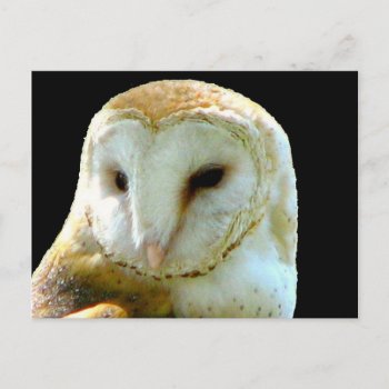 About Barn Owl Post Card by PattiJAdkins at Zazzle