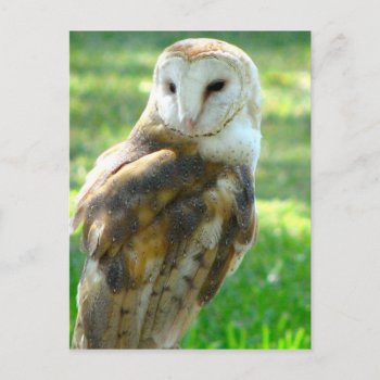 About Barn Owl Postcard by PattiJAdkins at Zazzle