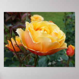 About Face Rose #2 Poster