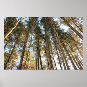 Above the Trees – Peaceful Nature Landscape Poster