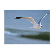 Above the waves