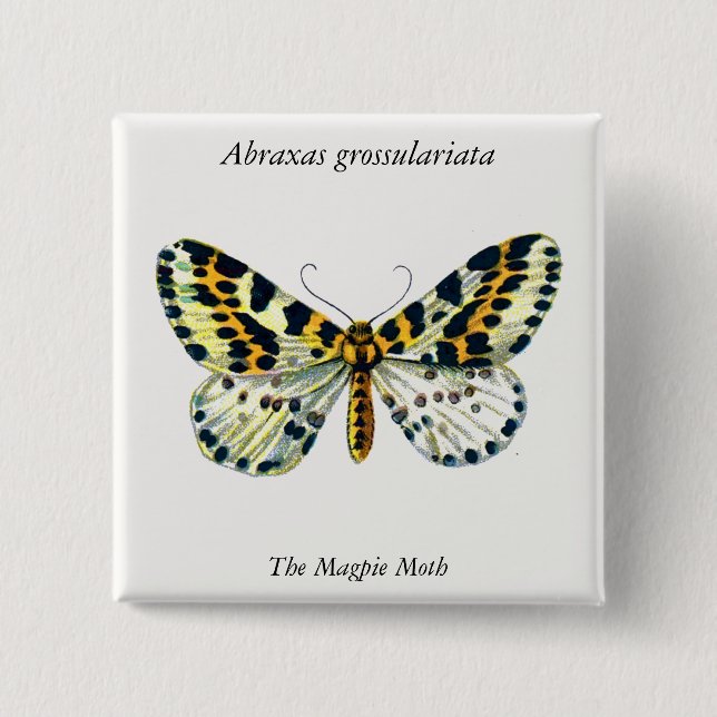 Abraxas grossulariata, The Magpie Moth Color Image Button (Front)