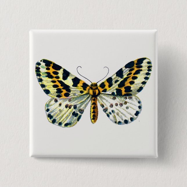 Abraxas grossulariata, The Magpie Moth Color Image Button (Front)
