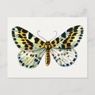 Abraxas grossulariata, The Magpie Moth Color Image Postcard