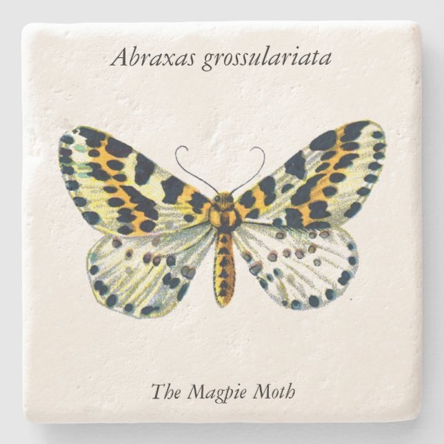 Abraxas grossulariata, The Magpie Moth Color Image Stone Coaster (Front)