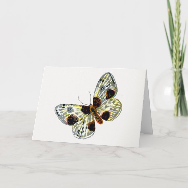 Abraxas sylvata - The Clouded Magpie Moth Card (Front)