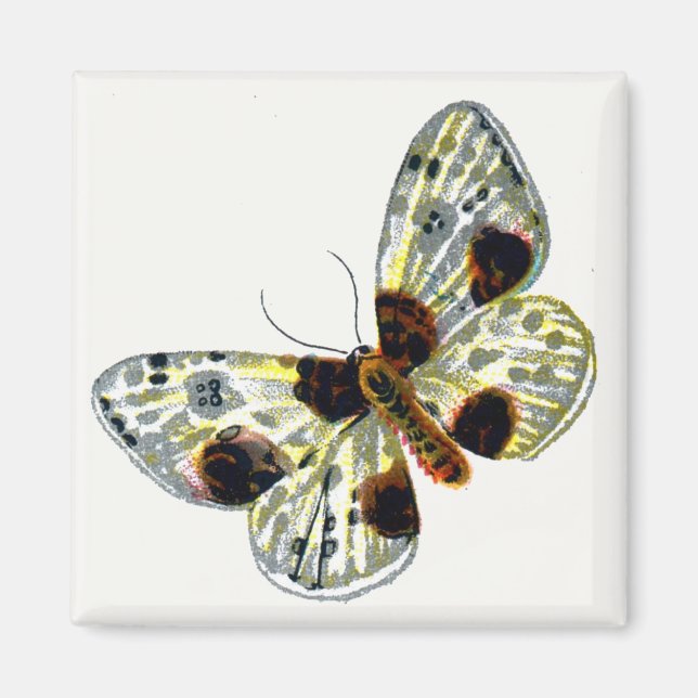 Abraxas sylvata - The Clouded Magpie Moth Magnet (Front)