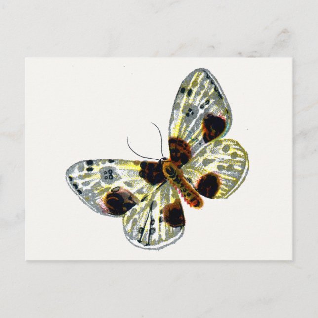 Abraxas sylvata - The Clouded Magpie Moth Postcard (Front)