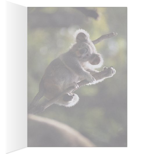 Absolutely Adorable Koala Bear (Inside (Right))