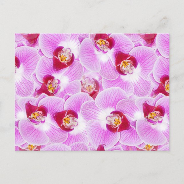 Abstract Background of an Orchid Flower Photograph Postcard (Front)