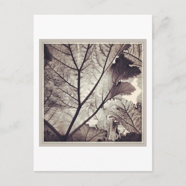 Abstract black and white foliage postcard (Front)