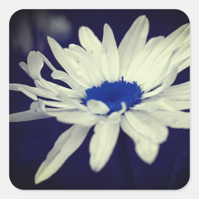 Abstract Daisy Blue Center Flower Art Square Sticker (Front)