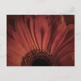 Abstract Daisy Postcard
