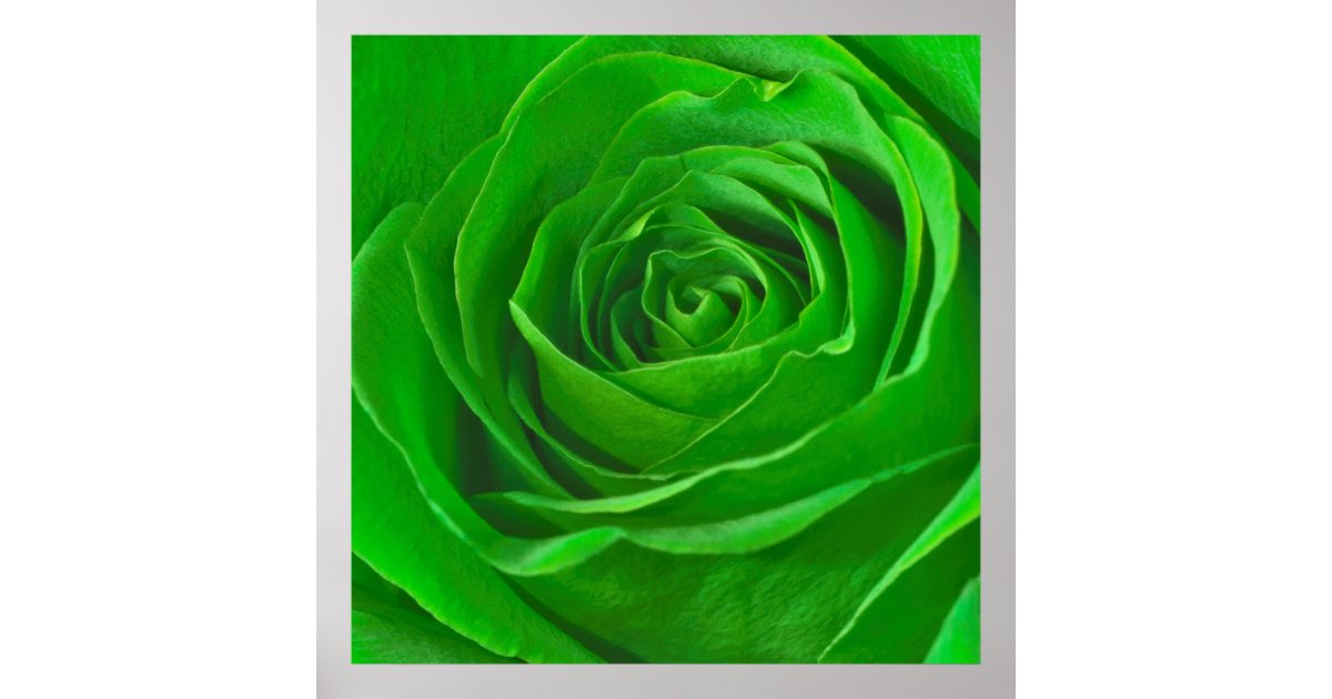 Green Roses Abstract Display Abstract Emerald Green Rose Center Photograph Poster | Zazzle