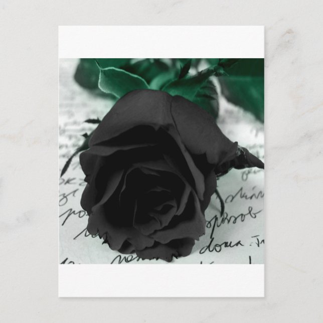 Abstract Flower Black Rose Postcard (Front)
