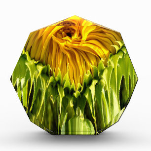 Abstract funky retro Sunflower, scared geometry Award