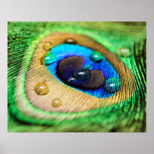 Abstract Macro Peacock Feather with Drops Poster