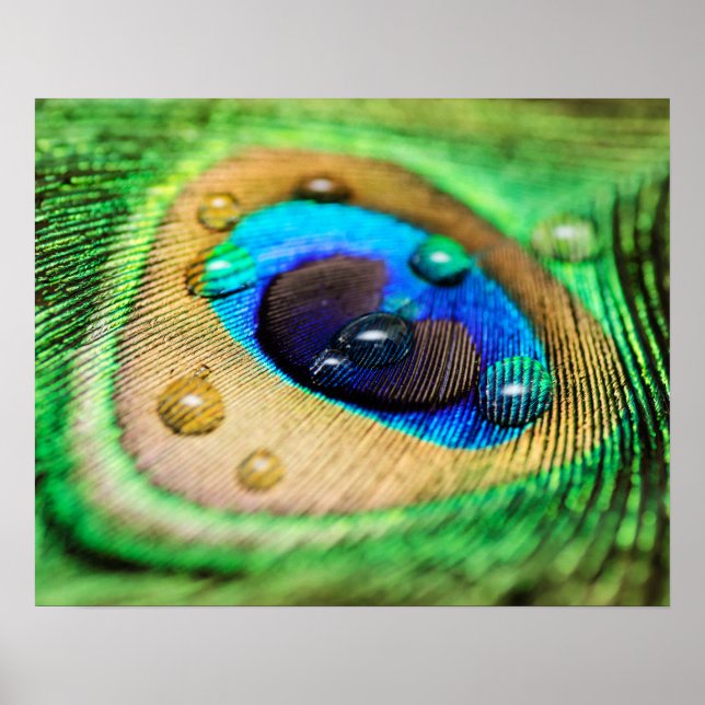 Abstract Macro Peacock Feather with Drops Poster (Front)