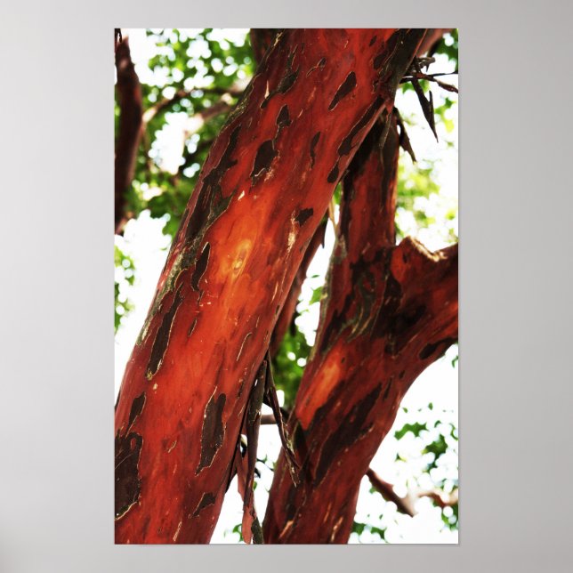 Abstract Nature - Mottled Bark 1 Poster (Front)