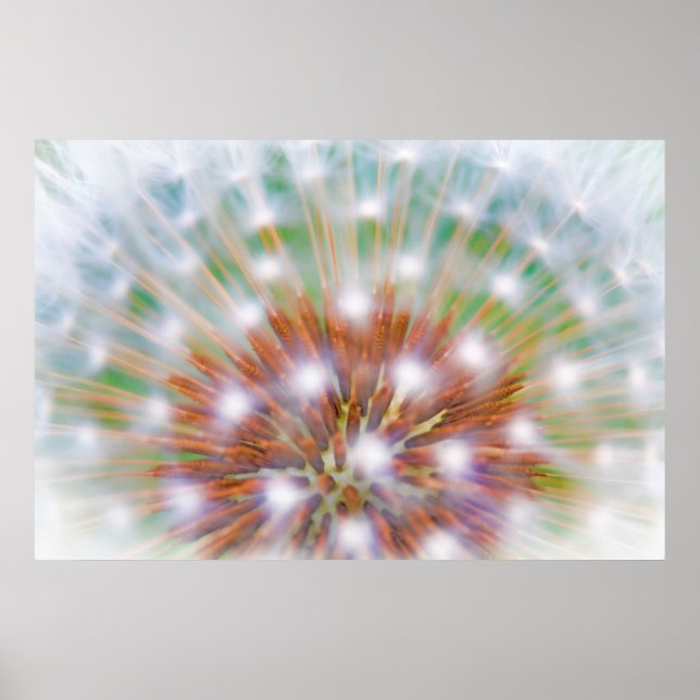 Abstract of dandelion seed head poster (Front)