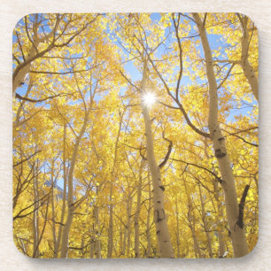 Abstract of Gilia Amidst Wildflowers California Drink Coaster