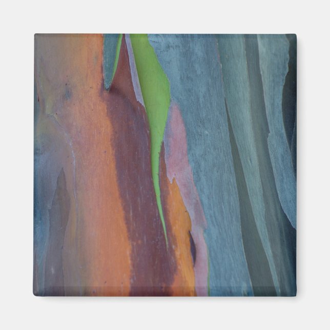 Abstract Of Rainbow Gum Tree Magnet (Front)