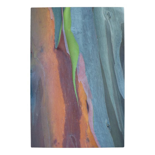 Abstract Of Rainbow Gum Tree Metal Print (Front)