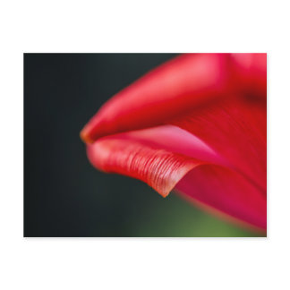 Abstract Red Tulip Flower Petal Macro Photograph Postcard