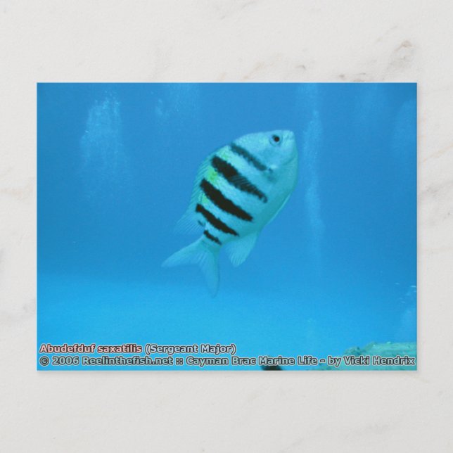 Abudefduf saxatilis (Sergeant Major) Postcard (Front)