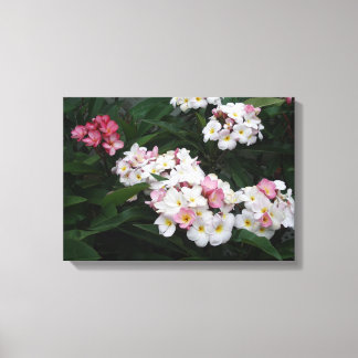 Abundance of Summer plumerias Canvas Print