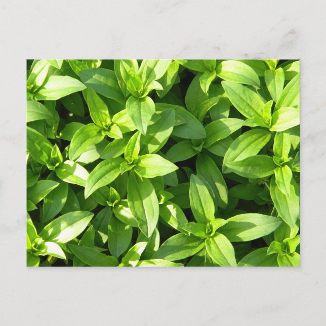 Abundant Groundcover Postcard (Front)