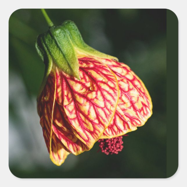 Abutilon Biltmore Ballgown Square Sticker (Front)