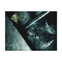 Abyss cat - Postcard