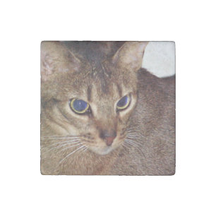 Abyssinian 2.png stone magnet