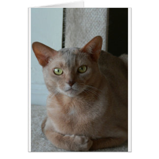 Abyssinian Cards