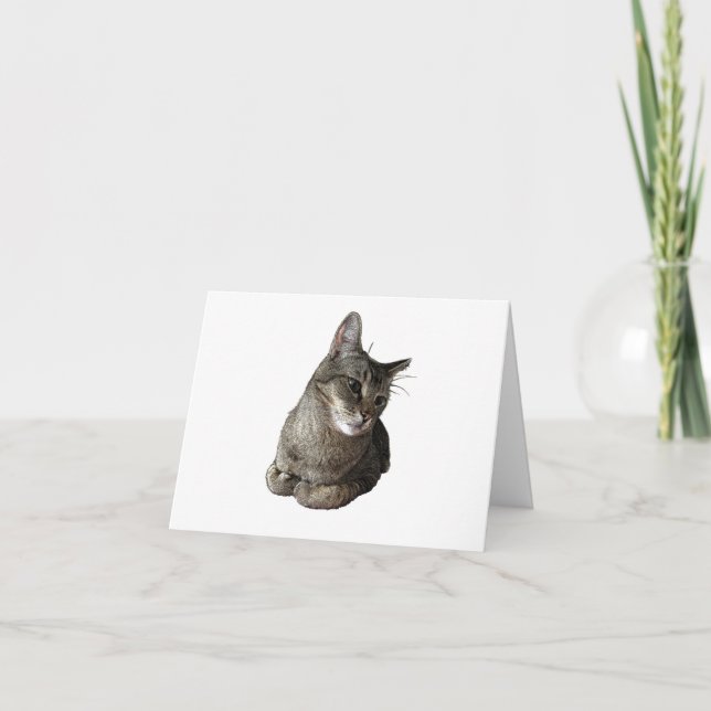 Abyssinian Cat Birthday Card (Front)