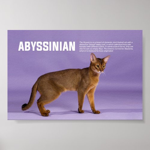 Abyssinian Cat Breed Poster