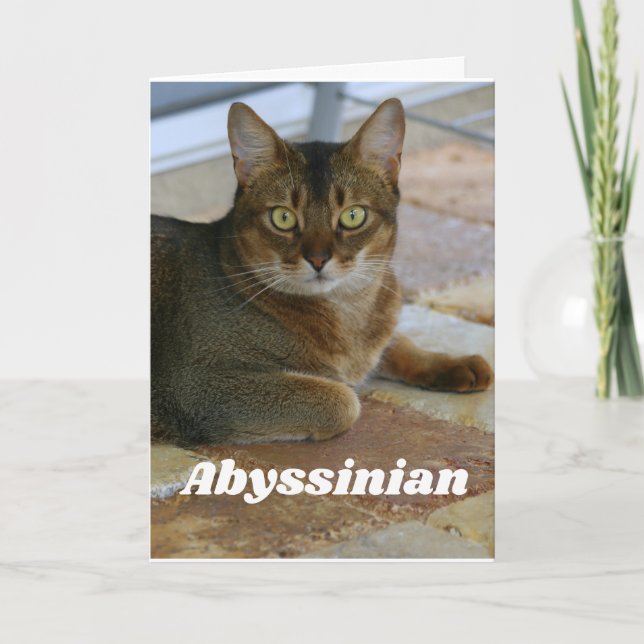 Abyssinian Cat Card (Front)