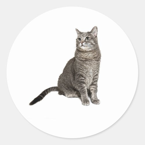 Abyssinian Cat Classic Round Sticker