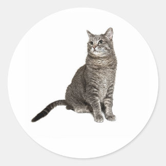 Abyssinian Cat Classic Round Sticker