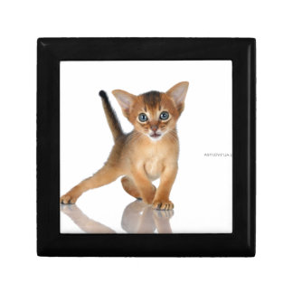 Abyssinian cat keepsake box