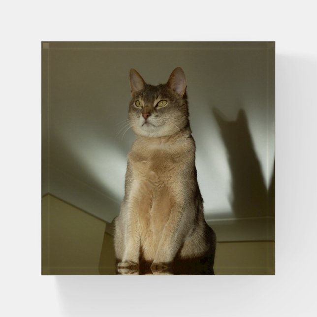 Abyssinian Cat Paperweight (Front)