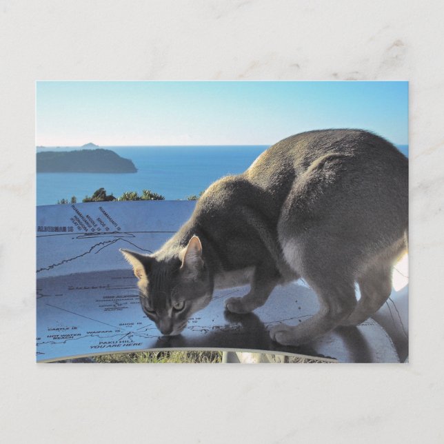 Abyssinian Cat Top of Mount Paku New Zealand Postcard (Front)