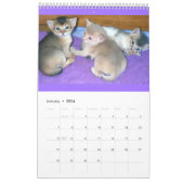 Abyssinian Cats Calendar | Zazzle