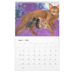 Abyssinian Cats & Kitten Calendar | Zazzle