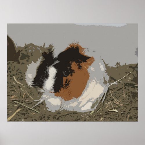 Abyssinian Guinea Pig Poster