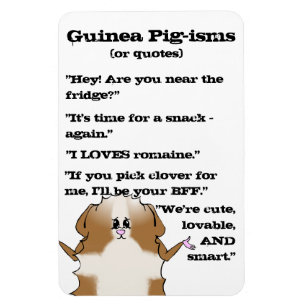 Abyssinian Guinea Pig Sayings Magnet