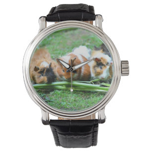 Abyssinian guinea pig watch