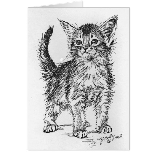 Abyssinian Kitten Pen and Ink Cards (Front)